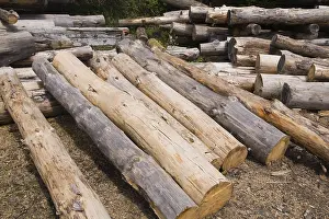 Raw Wood Material Prints: Stack of Eastern white pine tree logs