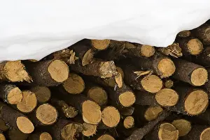 Deserted Woodpile Scene Prints: Stack of firewood covered in snow