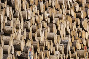 Deserted Forest Scene Prints: Stack of sawn spruce wood
