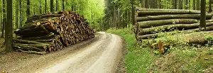 Deserted Wood Storage Prints: Stack of wood at the forest road in spring