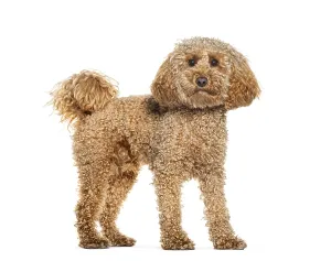 Studio Photography Dogs Prints: Standing Poodle looking at the camera