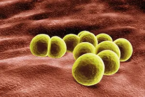 MRSA Bacteria Prints: Staphylococcus aureus bacteria