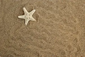 Prints of Starfish on a sand background Echinoderm Prints: Starfish Print on Sandy Background