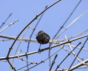 Passerine Songbird Images Prints: Starling on the branches of a tree