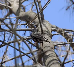 Tree Branch Wildlife Photography Prints: Starling on the branches of a tree