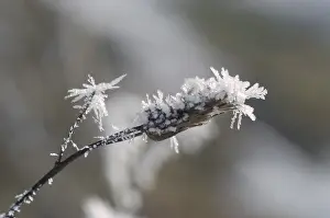 Hoarfrost Details Prints: Stem with hoarfrost