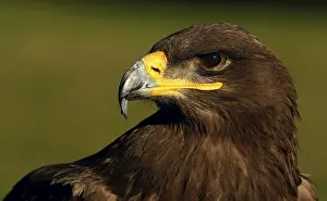 Prints of Steppe Eagle Steppe Eagle Prints: Steppe Eagle Print - A Majestic Bird of Prey