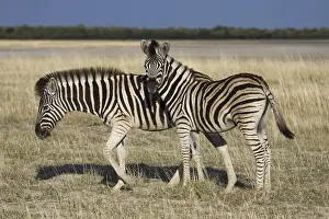 Odd Toed Ungulate Prints: Steppe Zebra