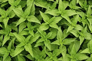 Medicinal Herb Pictures Prints: Stinging-nettle
