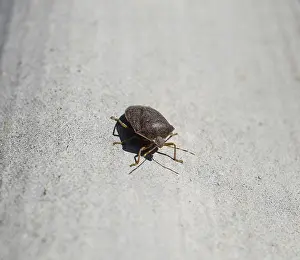 Prints of Stink bug on a gray slate. Brown bug Hemiptera Prints: Stink Bug Print on Gray Slate