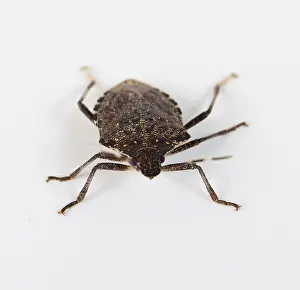 Studio Shot Animal Prints: Stink bug or Shield bug facing the camera on a white background