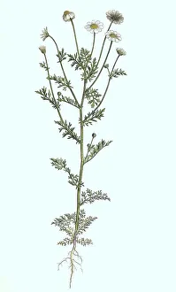 Digitally Restored Botany Image Prints: Stinking chamomile (Anthemis cotula)