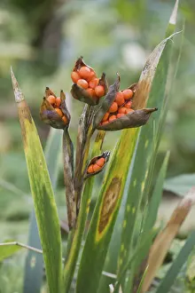 European Irises In Bloom Prints: Stinking iris (Iris foetidissima)