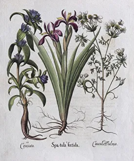 Hortus Eystettensis 1613 Prints: Stinking iris (Spatula foetida)