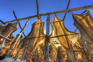 Prints of Stockfish or cod hanging to dry, Portuguese production method, Porto de Camara de Lobos, Camara de Lobos, Madeira, Portugal Stockfish or cod hanging to dry, Portuguese production method Cod Prints: Stockfish Print, Portuguese Production Method