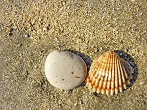 Coastal Rock Formations Prints: Stone and seashells on sand