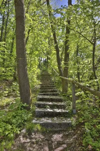 Austrian Countryside Landscapes Prints: Stone steps in a lime-green spring forest