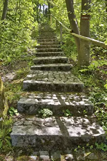 Upper Austria Landscape Prints: Stone steps in a lime-green spring forest