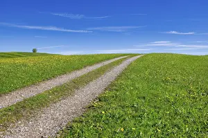 Central Europe Springtime Photos Prints: Stony field path through a spring meadow