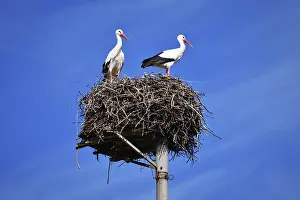 Blue Sky Bird Photography Prints: Two storks in a nest against a clear blue sky