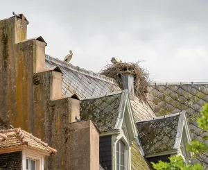 White Stork Nesting Site Prints: Storks on a rooftop in Munster