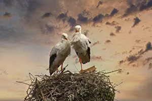 White Stork Nest Prints: Two storks stand on a nest of branches in front of a dramatic sunset sky