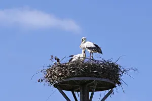 Wildlife In Northern Germany Prints: Two storks stand in a nest under a cloudless sky