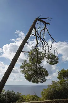 Southeast European Scenery Prints: Storm damage and broken tree in the forest