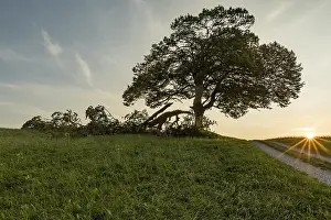 Nature In Southern Germany Prints: Storm damage on an old lime tree
