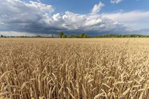 Overcast Sky With Clouds Prints: Stormy clouds over wheat fields in summer