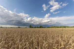 Overcast Sky In Europe Prints: Stormy clouds over wheat fields in summer