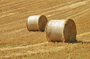 Rural Countryside Scene Prints: Straw bales on corn fields after harvest