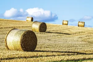 Scottish Farmland Prints: Straw bales in the Scottish fields