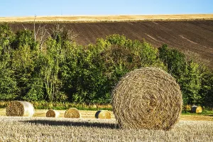 Agricultural Fields UK Prints: Straw bales in the Scottish fields