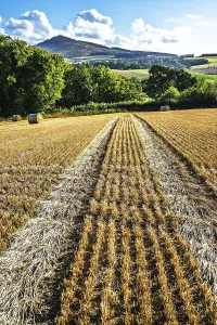 Harvested Fields Scotland Prints: Straw bales in the Scottish fields