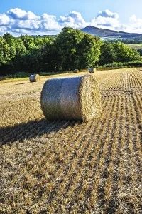 Scottish Farmland Prints: Straw bales in the Scottish fields