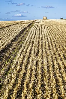 Scottish Farmland Prints: Straw bales in the Scottish fields