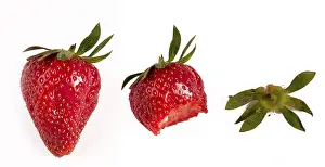 Strawberry Photography Prints: Strawberry
