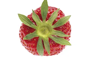 Studio Background Food Still Life Prints: Strawberry