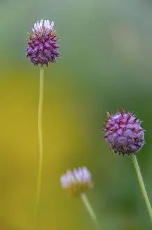 Images Dated 2nd July 2024: Strawberry Clover Print in Portrait Format