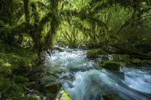 Valdivian Rainforest Prints: Stream flows through the forest