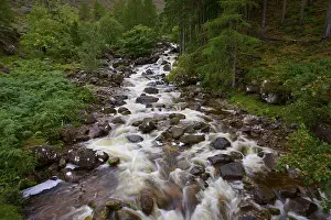 Forest Creek Water Flow Prints: The stream flows quickly over rocks through a thick forest