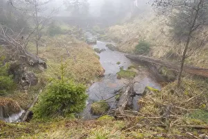 Harz National Park Prints: Stream at the Oderteich, Nebel