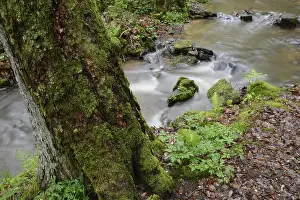 Fresh Spring Water Prints: Stream, water, flowing, spring
