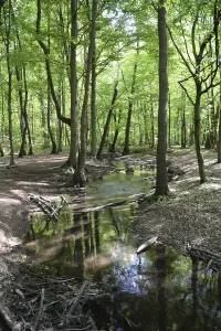 European Nature Scene Prints: Stream, water, flowing, spring