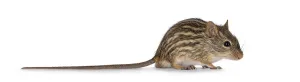 Rodent Photography Prints: Striped grass mouse standing side ways