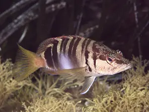 Bony Fish In The Wild Prints: A striped scribefish (Serranus scriba) swimming over a reef