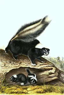 Vintage Wildlife Illustration Prints: Striped skunk (Mephitis mephitis)