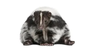 Cute Animal Portrait Prints: Striped skunk, Mephitis Mephitis