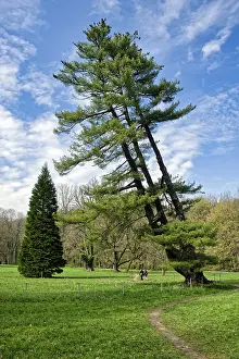 Eastern Germany Landscape Prints: Strobe, also called eastern white pine (Pinus strobus)